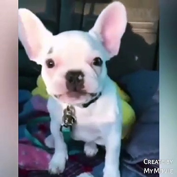 Cute and Funny Dog Videos 2021
