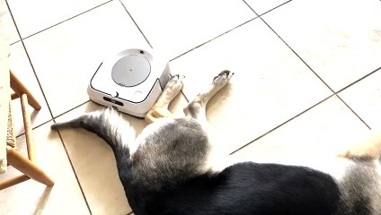 Tired German Shepherd Could Care Less About Robot Vacuum