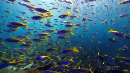 Discurso de Sir. David Attenborough  en la COP26