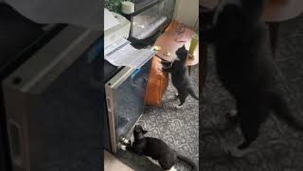 Cat Repeatedly Being Startled by Working Printer