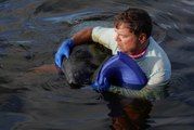 Good Samaritan Saves Manatee From Falling Victim to Toxic Seagrass