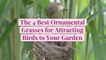 The 6 Best Ornamental Grasses for Attracting Birds to Your Garden