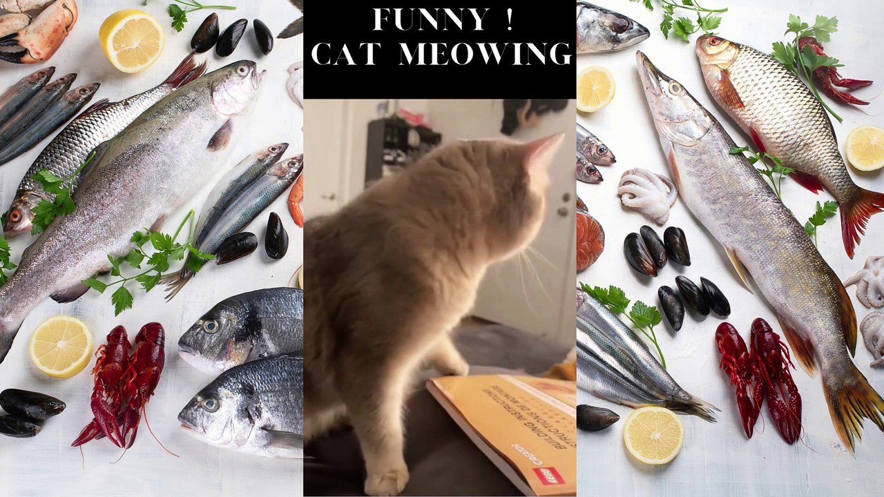 Funny Cats Meowing Compilation