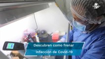 Hallazgo clave contra Covid: científicos descubren método para bloquear infección
