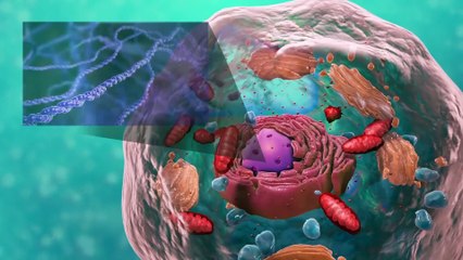 Nucleus - Cell Structure