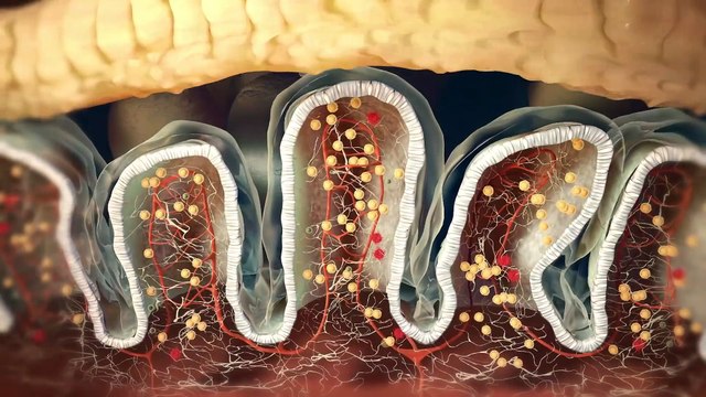 Nucleus - Custom Medical Animations