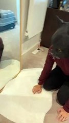 Kitties Are Not Fans of Halloween Mask