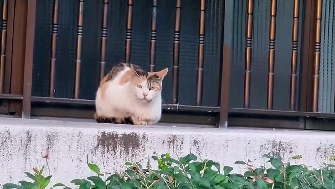前回も見た得体の知れない奴