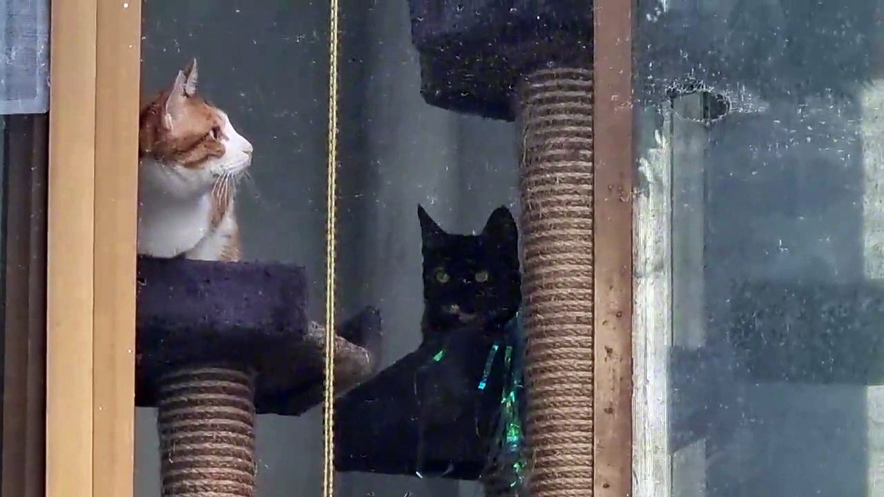 この家の猫と仲良しになったお母さん