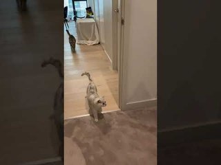 Kitties Are Not Fans of Halloween Mask