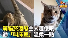 萌貓菸酒嗓主人超傻眼 勸「叫床聲」溫柔一點