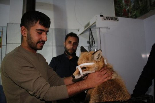 OTOMOBİL ÇARPMASI SONUCU YARALANAN TİLKİYİ YOLDAN GEÇEN 2 ARKADAŞ VETERİNERE GÖTÜRDÜ