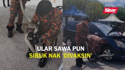 Ular sawa pun sibuk nak 'divaksin'