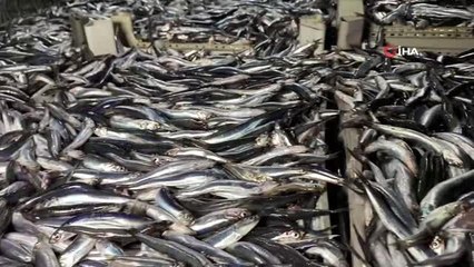 Karadeniz'de hamsi bereketi