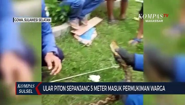 Ular Piton Sepanjang 5 Meter Masuk Permukiman Warga