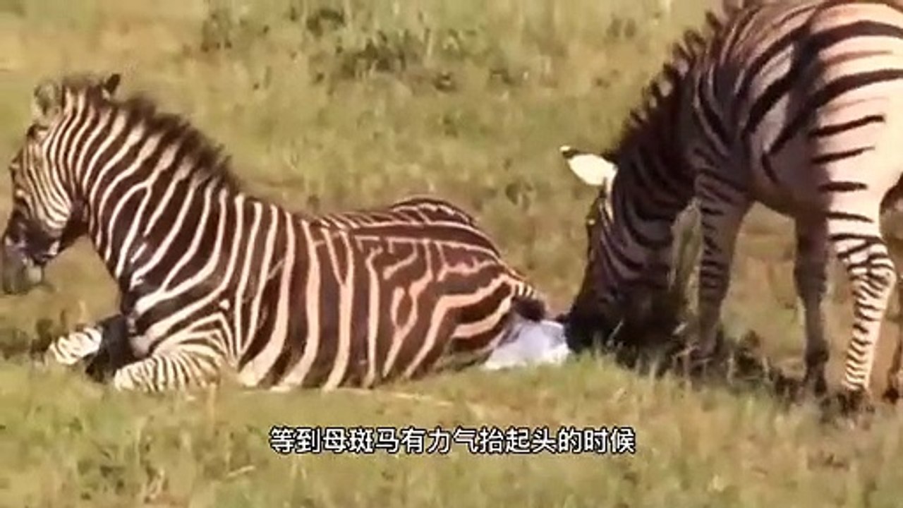 斑马为了求偶，不惜对刚出生的斑马幼崽大开杀戒，残忍！