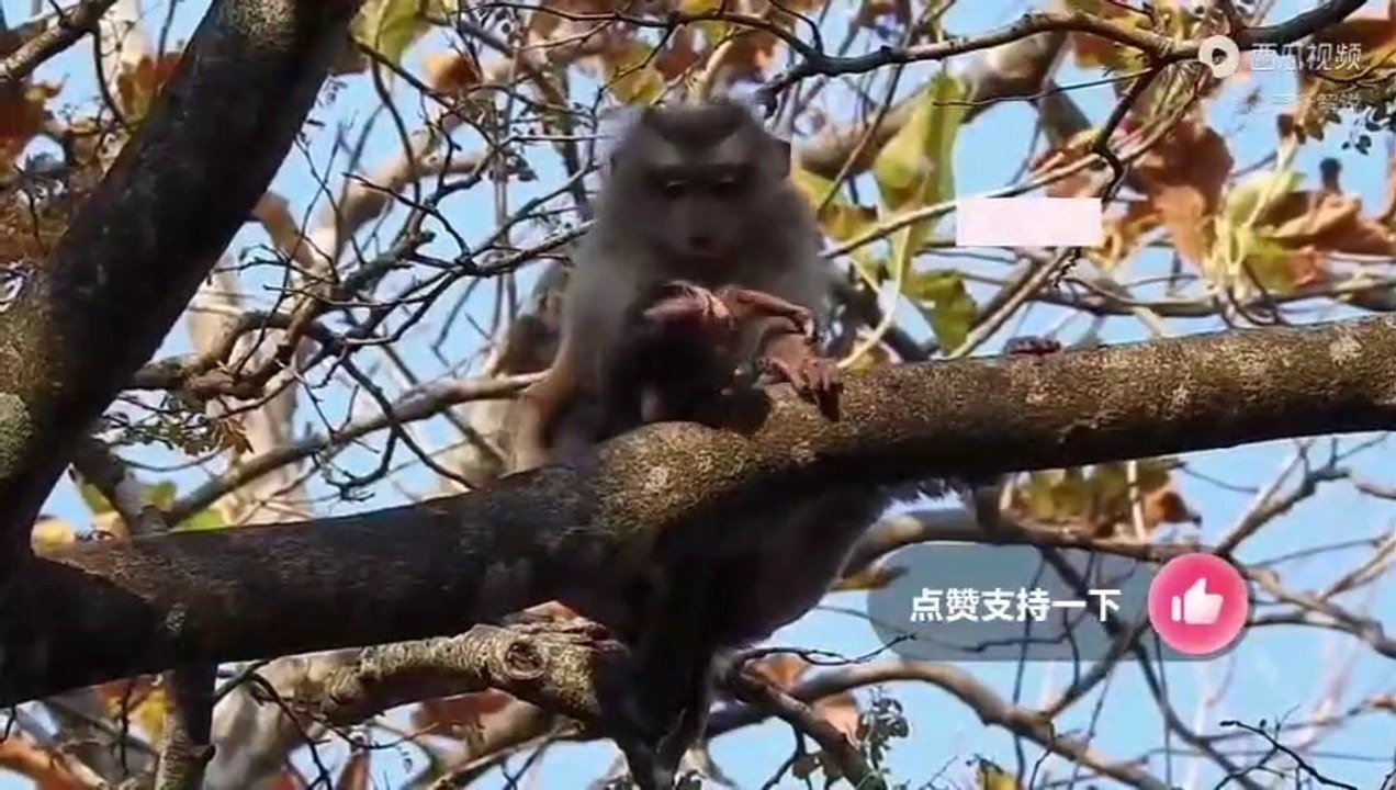 母猴一次次地丢掉自己的孩子，毫不顾忌幼猴的哀嚎，令人气愤