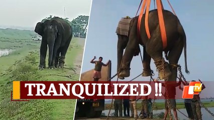 Watch: Wild Elephant Lifted By Crane In Odisha’s Kendrapara During Rescue Op