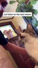 Kitty Begs for Kisses With Meows
