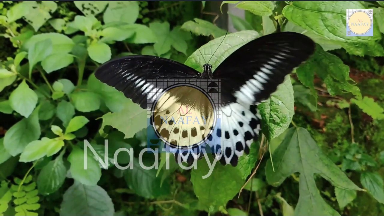 Beautiful Butterfly Eye Catching Butterfly looking beautiful Butterfly and Butterfly Styles