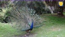 Peacock Different Styles and peacock voice and peacock dance and peacock beauiful