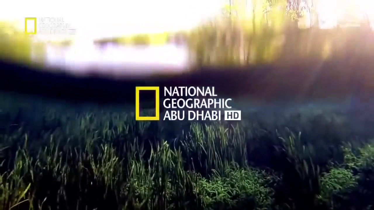 وثائقي باللغه العربيه   معركة الأسد ملك الغابه  عالم الحيوانات المفترسة HD  ناشونال جيوغرافيك أبوظبي