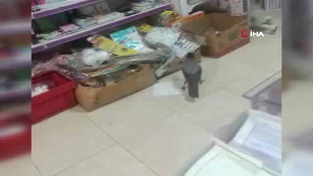 Kırtasiyeye giren karga pinpon topu ile önce oynadı sonra alıp kaçtı...Gülümseten anlar kamerada