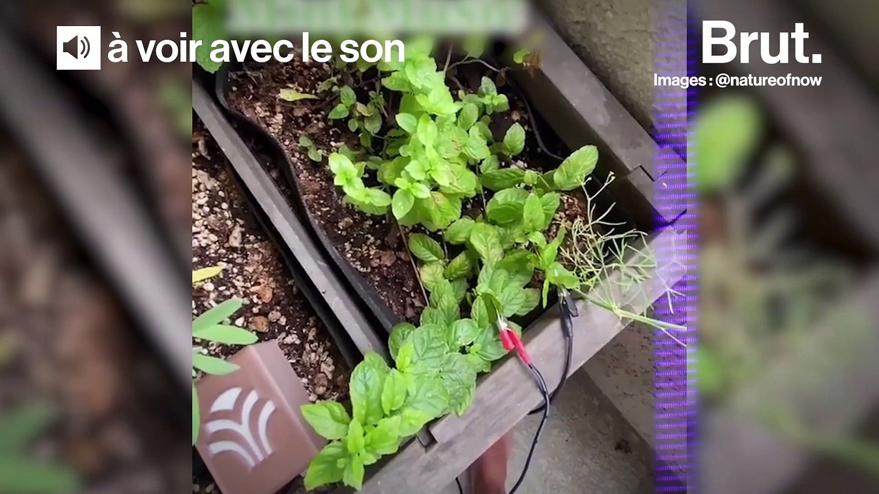 Les plantes aussi peuvent chanter