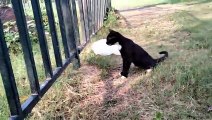 Hungry Kitten Wants Food | The Very Hungry Cat | Very Hungry Kitten | Kingdom Of Awais