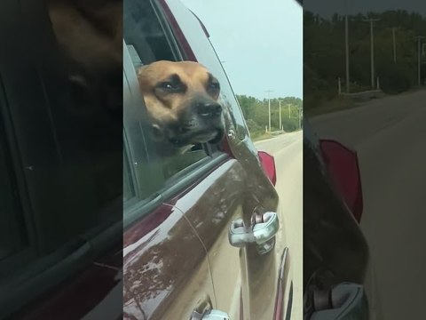Doggy Enjoys Breeze Blowing Through His Cheeks