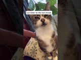 Kitty Begs for Kisses With Meows