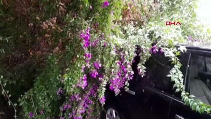 MERSİN'DE RÜZGAR NEDENİYLE AĞAÇ OTOMOBİLLERİN ÜZERİNE DEVRİLDİ