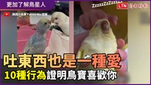 吐東西給人也是一種愛的表現！10種行為證明鸚鵡超喜歡你