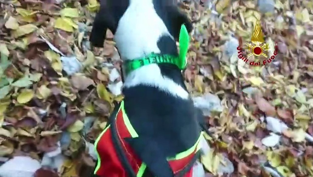 Salvataggio laborioso dei VdF per un cane scivolato in un canalone sul Monte Lovinzola - VIDEO