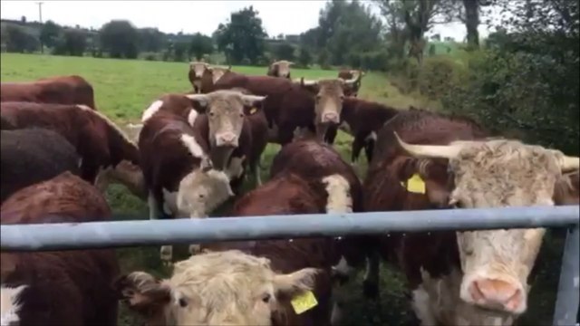 Herefords