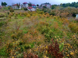 "Tescilli Kocaali hurma kurusu" genç çiftçilere yeni gelir kapısı oldu