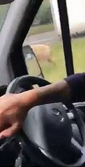Escaped pig closes A31 Farnham Bypass