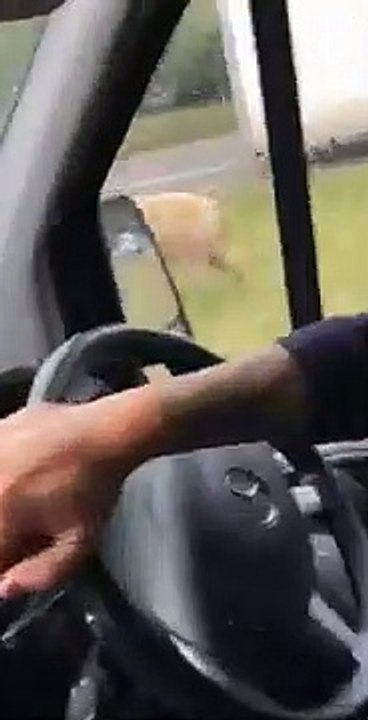 Escaped pig closes A31 Farnham Bypass