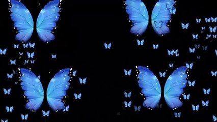 Butterfly glittering status,background videos