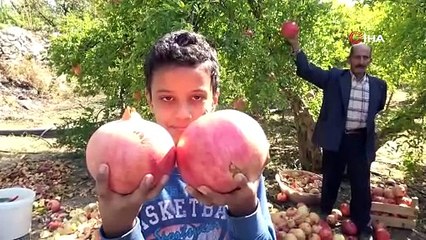 Gören şaşırıyor, bu narların tanesi 1,5 kilo
