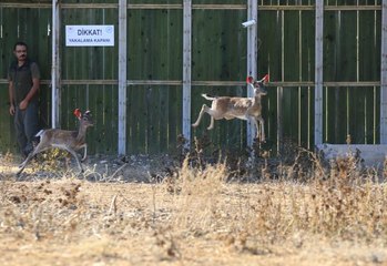 Alageyiklerin genetik çeşitliliği "Umut" ve "Bahar" ile sağlanacak