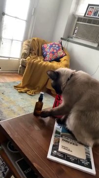 Un chat bizarrement obéit sa propriétaire !