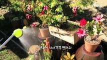 한국기행 - Korea travel_가을, 보물찾기 2부- 가을, 사는 동안 꽃처럼_#001