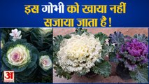 आप जानते हैं Ornamental Cabbage के बारे में ये बातें