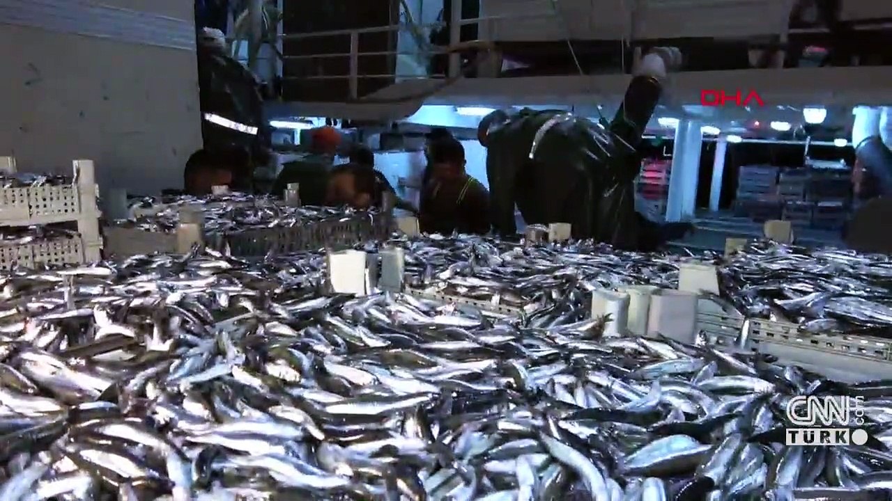 15 ton hamsi avladılar