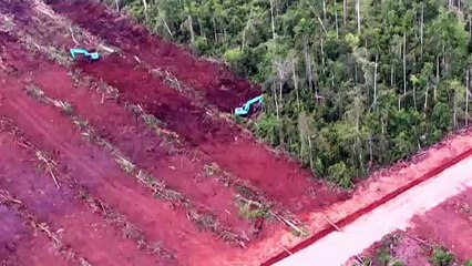 La COP26 veut s'engager à enrayer la déforestation