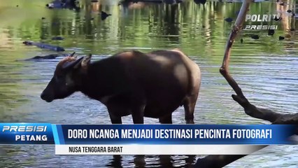 Pesona Padang Savana Doro Ncanga di Dompu, NTB