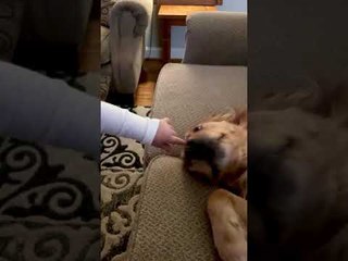 Golden Retriever and Grandson Show Each Other Love