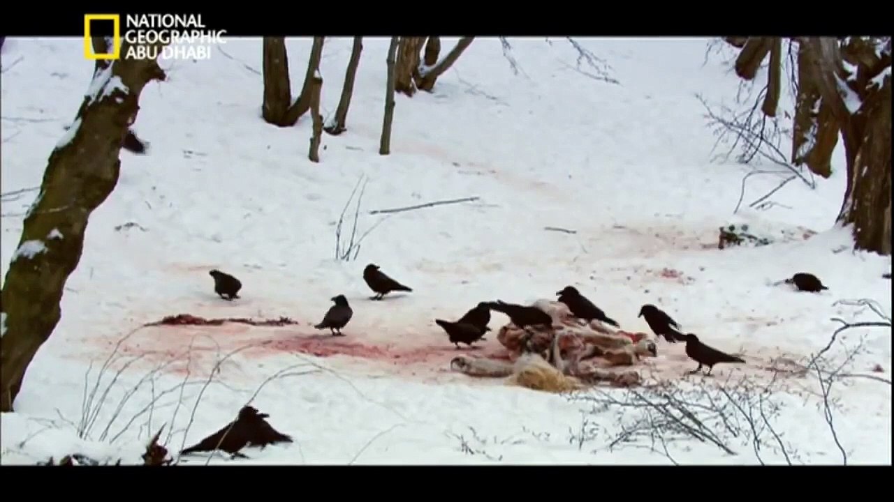 ناشونال جيوغرافيك أبوظبي _ سلسلة وثائقية -  براري روسيا   سيبيريا