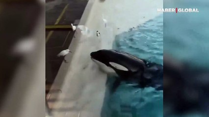 Katil balina avına böyle tuzak kurdu